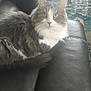 Whisper is registered to the contest to win money with this photo: animal, carpet, cat, couch, cute, domestic, ears, fluffy, furniture, gray, home, indoor, leather, looking_at_camera, pet, relaxed, tail, water_bottle, whiskers, white