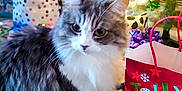 Whisper is registered to the contest to win money with this photo: carpet, cat, celebration, christmas_tree, curious, decorations, festive, fluffy_cat, gift_bag, gray_cat, holiday, home, indoor, lights, ornaments, present, ribbons, seasonal, sitting, white_cat