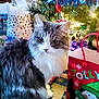 carpet, cat, celebration, christmas_tree, curious, decorations, festive, fluffy_cat, gift_bag, gray_cat, holiday, home, indoor, lights, ornaments, present, ribbons, seasonal, sitting, white_cat