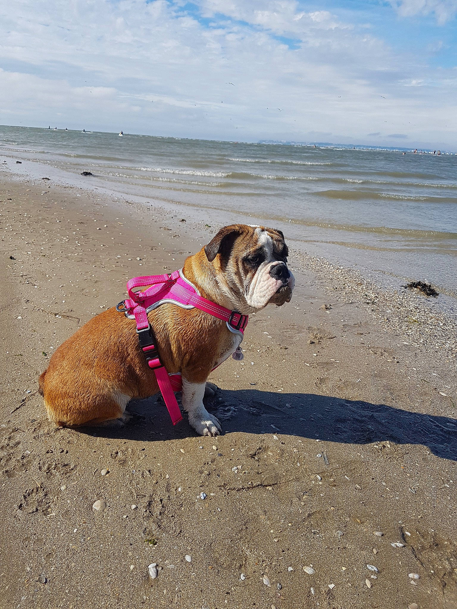 Boubou participe au concours pour gagner de l'argent avec cette photo : beach, bulldog, carnivore, cloud, collar, companion_dog, dog, dog_breed, dog_collar, dog_supply, fashion_accessory, fawn, french_bulldog, leash, pet_supply, sand, sky, snout, water, working_animal
