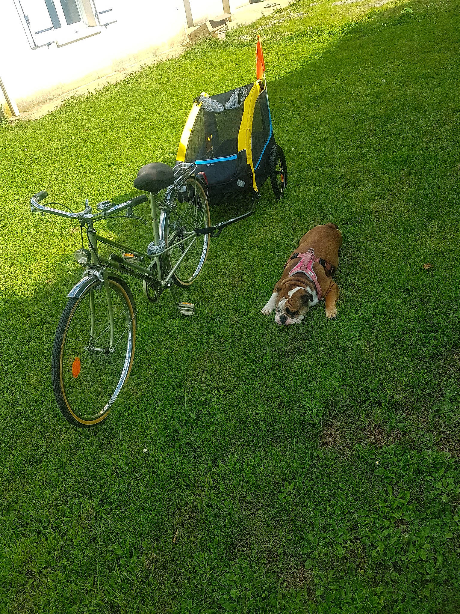 Boubou participe au concours pour gagner de l'argent avec cette photo : bicycle, bicycle_accessory, bicycle_fork, bicycle_frame, bicycle_handlebar, bicycle_part, bicycle_saddle, bicycle_tire, bicycle_wheel, bicycle_wheel_rim, bicycles_equipment_and_supplies, crankset, dog, grass, grassland, groupset, hub_gear, outdoor_recreation, tire, wheel