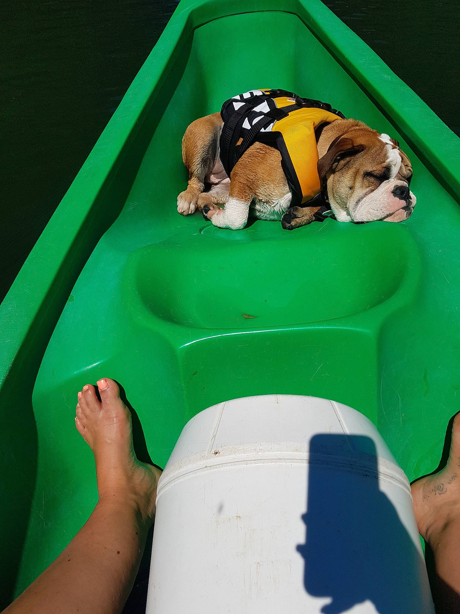 Boubou a rejoint le concours — aidez-le/la à gagner de superbes lots ! boats_and_boating_equipment_and_supplies, companion_dog, dog, fun, games, grass, green, hand, human_leg, leisure, personal_protective_equipment, recreation, skiff, thigh, travel, water_transportation, watercraft, white, working_animal, yellow