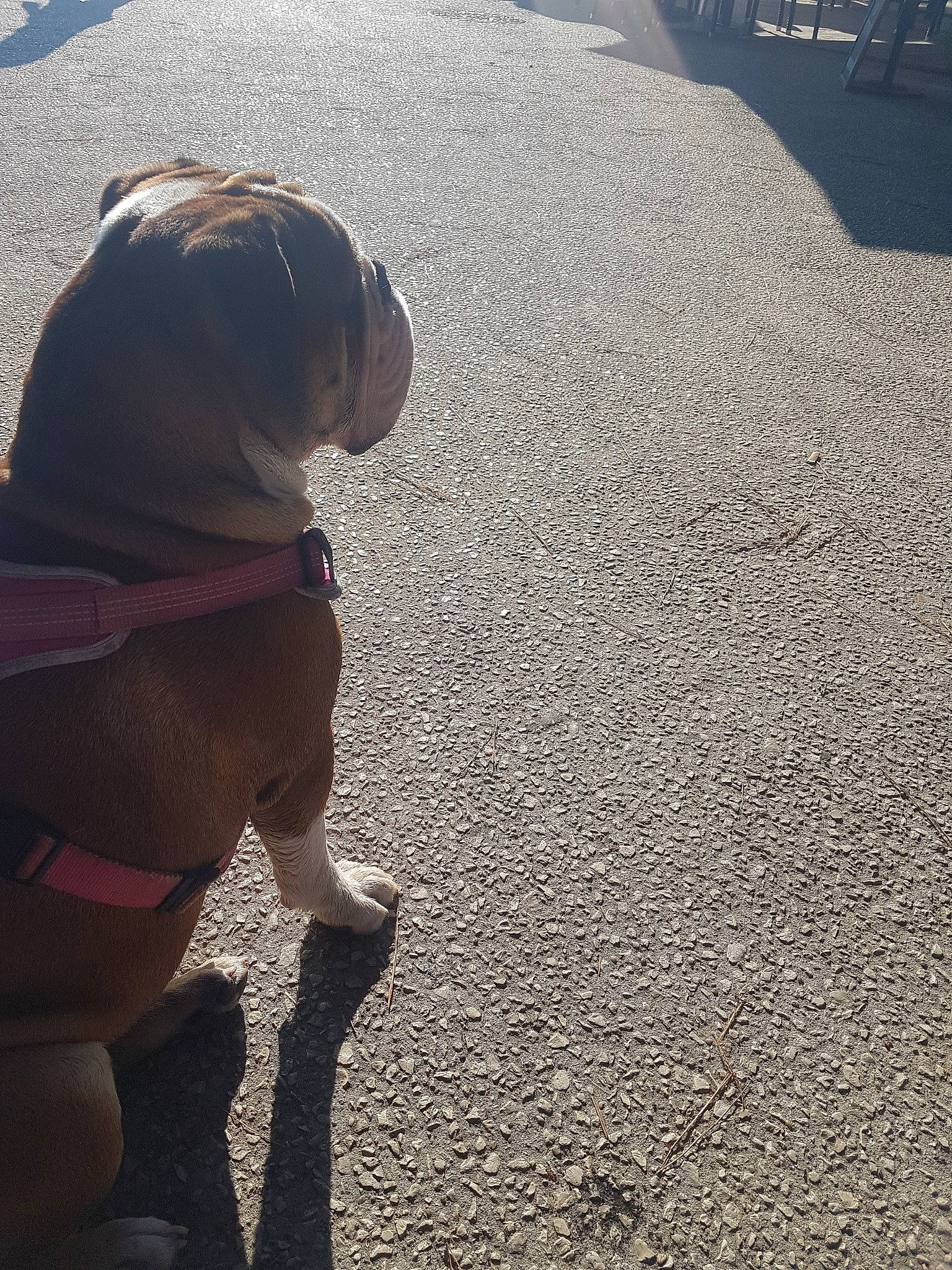 Boubou a rejoint le concours — aidez-le/la à gagner de superbes lots ! asphalt, automotive_tire, canidae, carnivore, collar, companion_dog, dog, dog_breed, dog_collar, fawn, grass, human_leg, leash, pet_supply, road_surface, snout, sporting_group, tar, tints_and_shades, working_animal