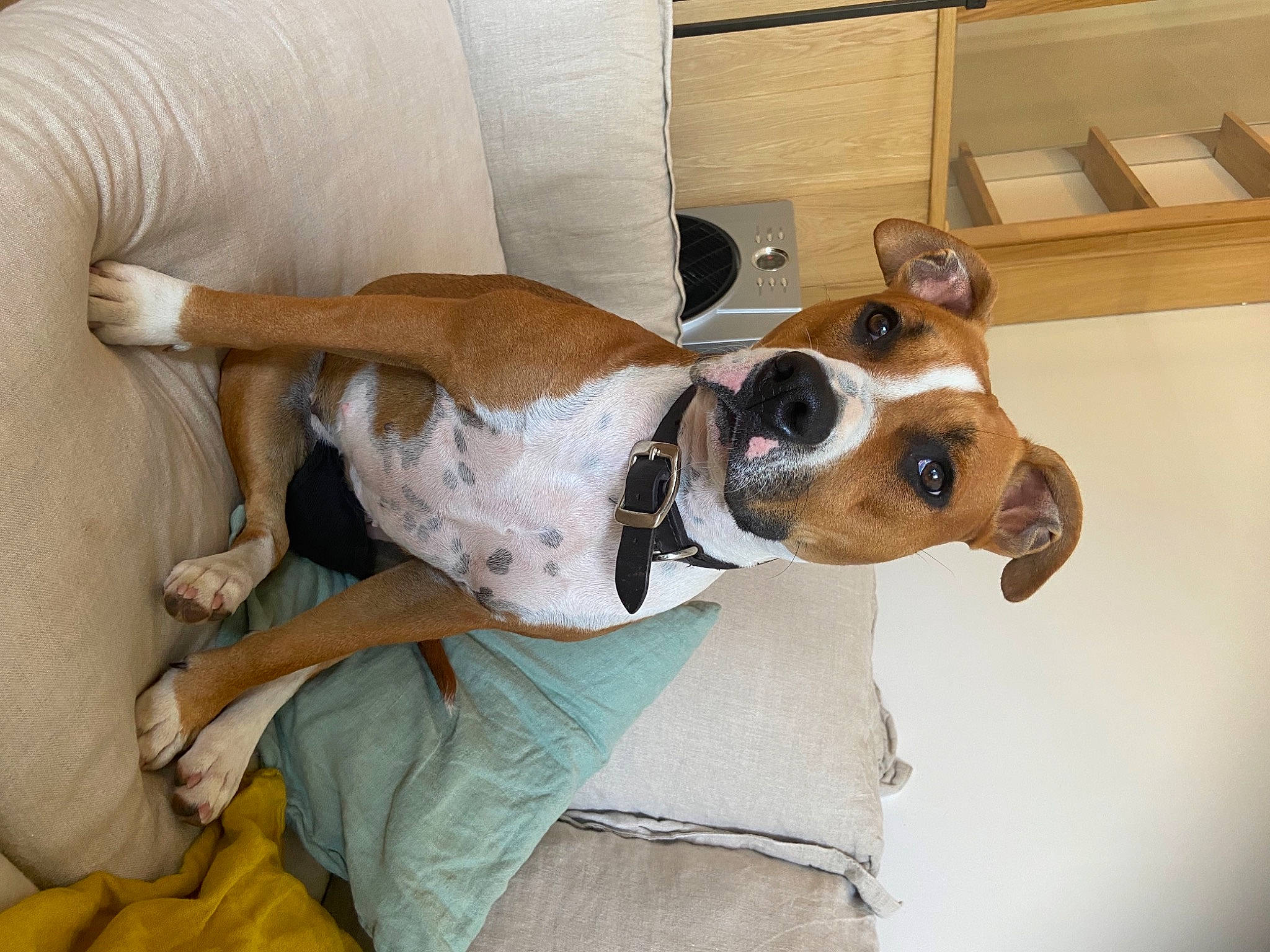 Ruby a rejoint le concours — aidez-le/la à gagner de superbes lots ! ancient_dog_breeds, canidae, carnivore, collar, comfort, companion_dog, dog, dog_breed, dog_clothes, dog_collar, dog_supply, eyewear, fawn, hound, non_sporting_group, pet_supply, sporting_group, whiskers, wood, working_animal