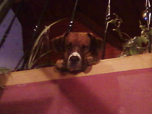 Boon