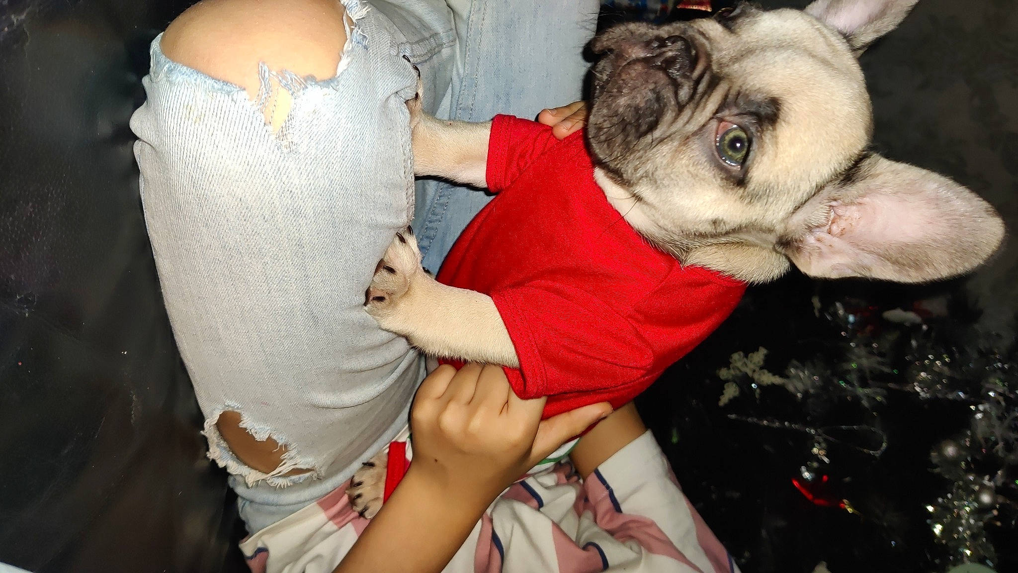 Nellie joined the competition — help win amazing prizes! abdomen, carnivore, chest, comfort, companion_dog, dog, dog_breed, elbow, event, fawn, fun, gesture, human_leg, knee, nail, snout, thigh, toy_dog, trunk, wrinkle