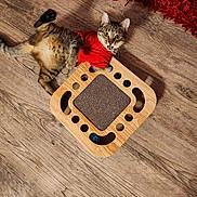 Sadie is registered to the contest to win money with this photo: cat, tabby_cat, red_shirt, wooden_floor, interactive_toy, ball, playful, indoor, pet, fur, animal, cute, lying_down, looking_up, wood, flooring, home, carpet, toy, domestic_cat
