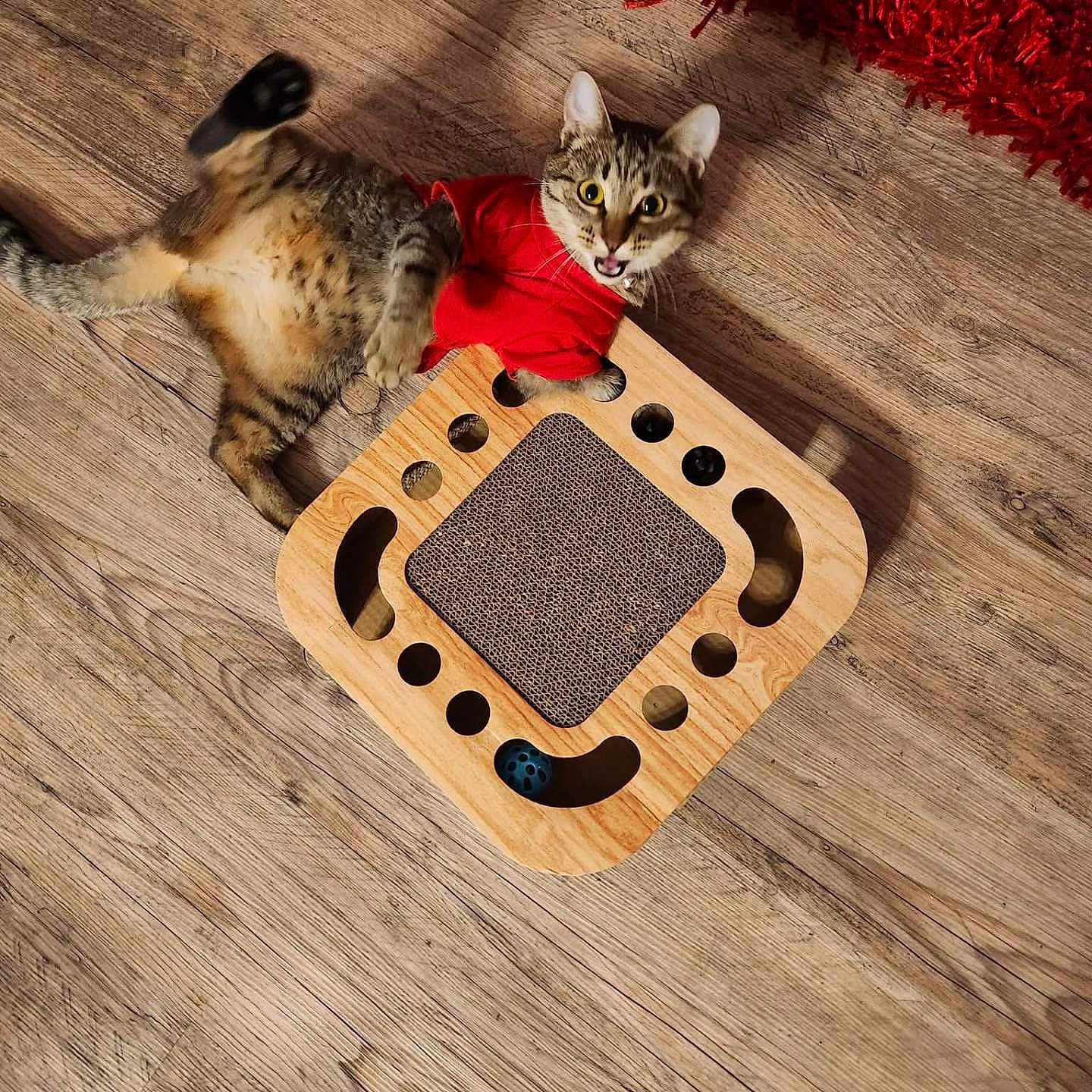 Sadie is registered to the contest to win money with this photo: cat, tabby_cat, red_shirt, wooden_floor, interactive_toy, ball, playful, indoor, pet, fur, animal, cute, lying_down, looking_up, wood, flooring, home, carpet, toy, domestic_cat