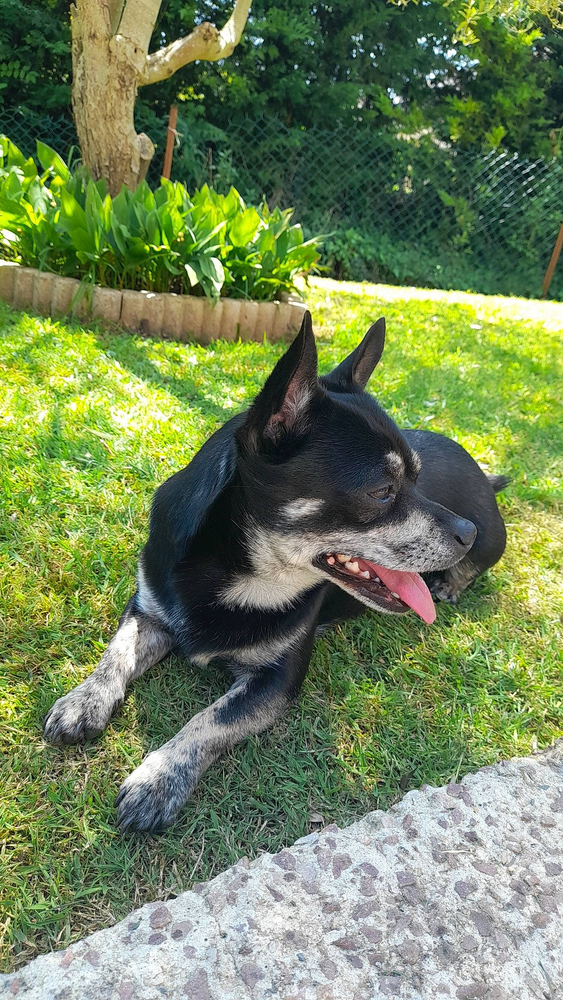 Packo participe au concours pour gagner de l'argent avec cette photo : canidae, carmine, carnivore, collar, companion_dog, dog, dog_breed, garden, grass, groundcover, herding_dog, non_sporting_group, plant, snout, sporting_group, tail, terrestrial_animal, tree, working_animal, working_dog