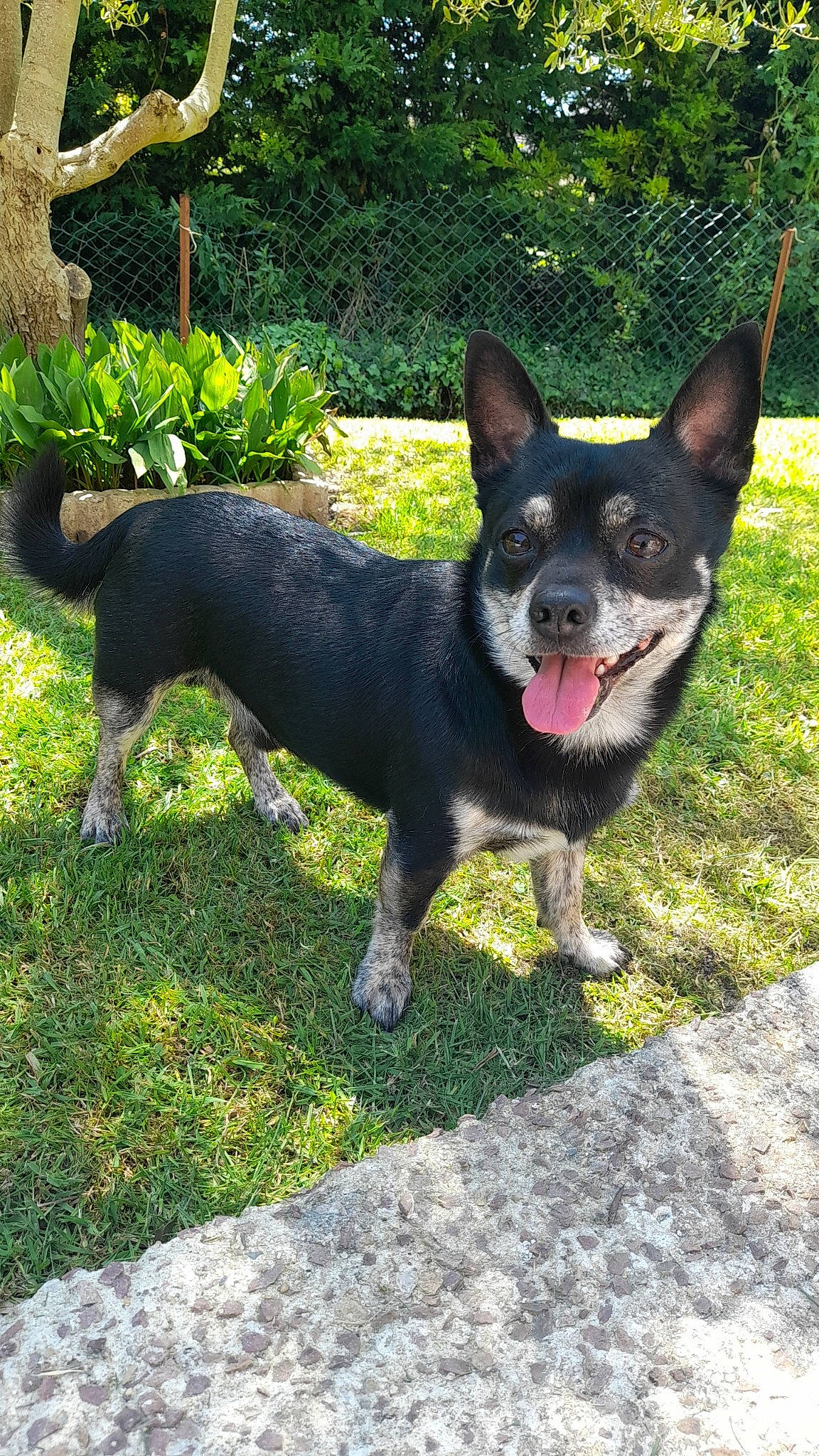 Packo a rejoint le concours — aidez-le/la à gagner de superbes lots ! art, canidae, carnivore, chihuahua, collar, companion_dog, dog, dog_breed, garden, grass, herding_dog, non_sporting_group, plant, snout, sporting_group, tail, terrestrial_animal, working_animal, working_dog