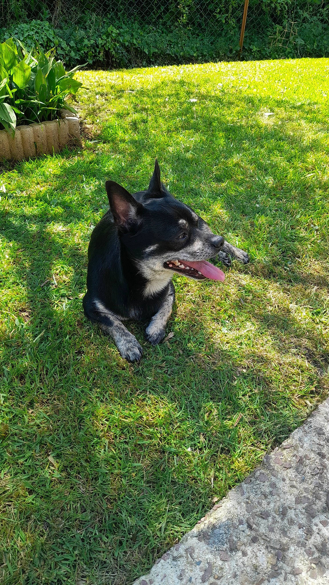 Packo participe au concours pour gagner de l'argent avec cette photo : canidae, carmine, carnivore, collar, companion_dog, dog, dog_breed, dog_supply, flowerpot, grass, groundcover, herding_dog, plant, road_surface, snout, sporting_group, tail, tree, working_animal, working_dog