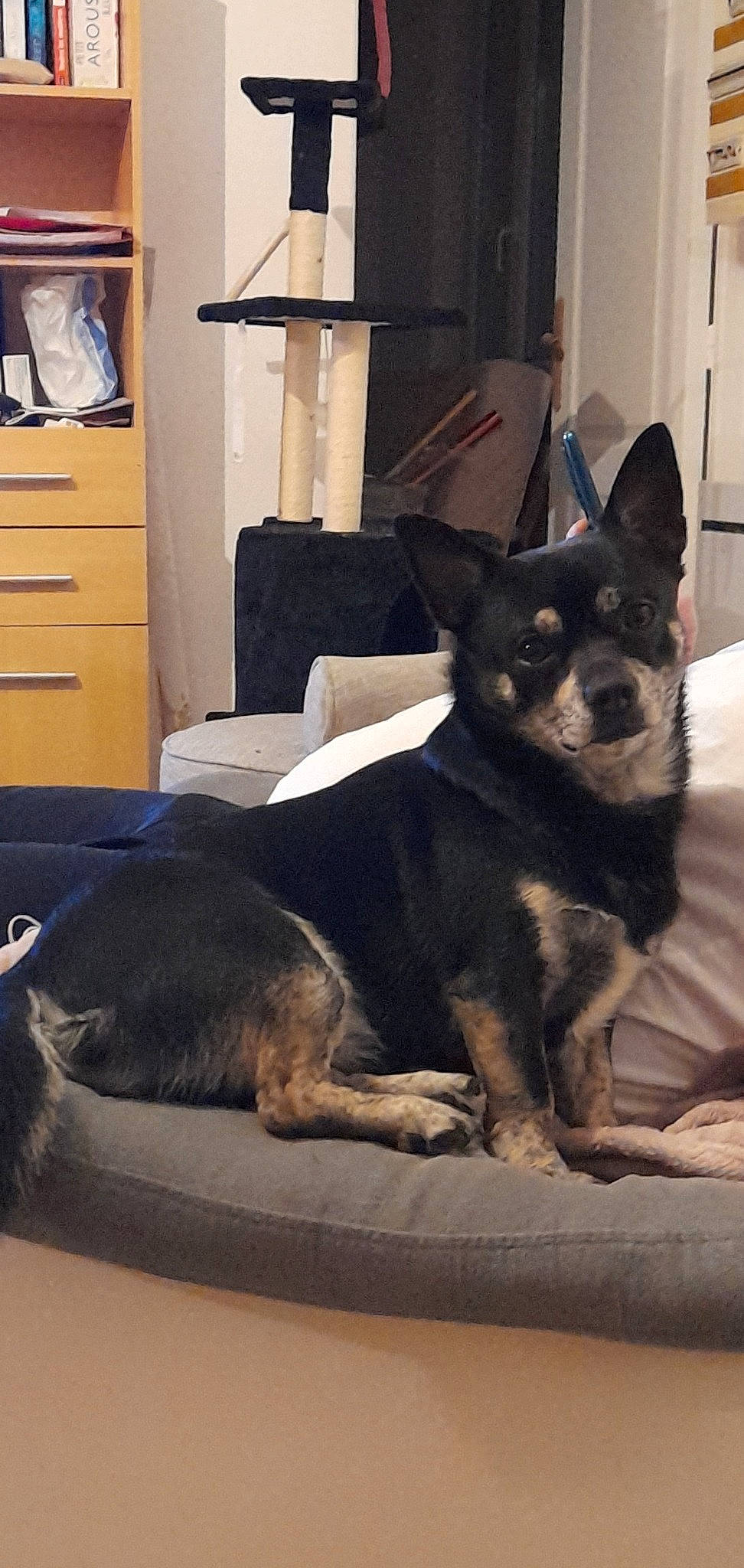 Packo a rejoint le concours — aidez-le/la à gagner de superbes lots ! canidae, carnivore, comfort, companion_dog, dog, dog_breed, fawn, flooring, fur, grey, hardwood, picture_frame, room, snout, sporting_group, terrestrial_animal, toy_dog, whiskers, working_animal, working_dog