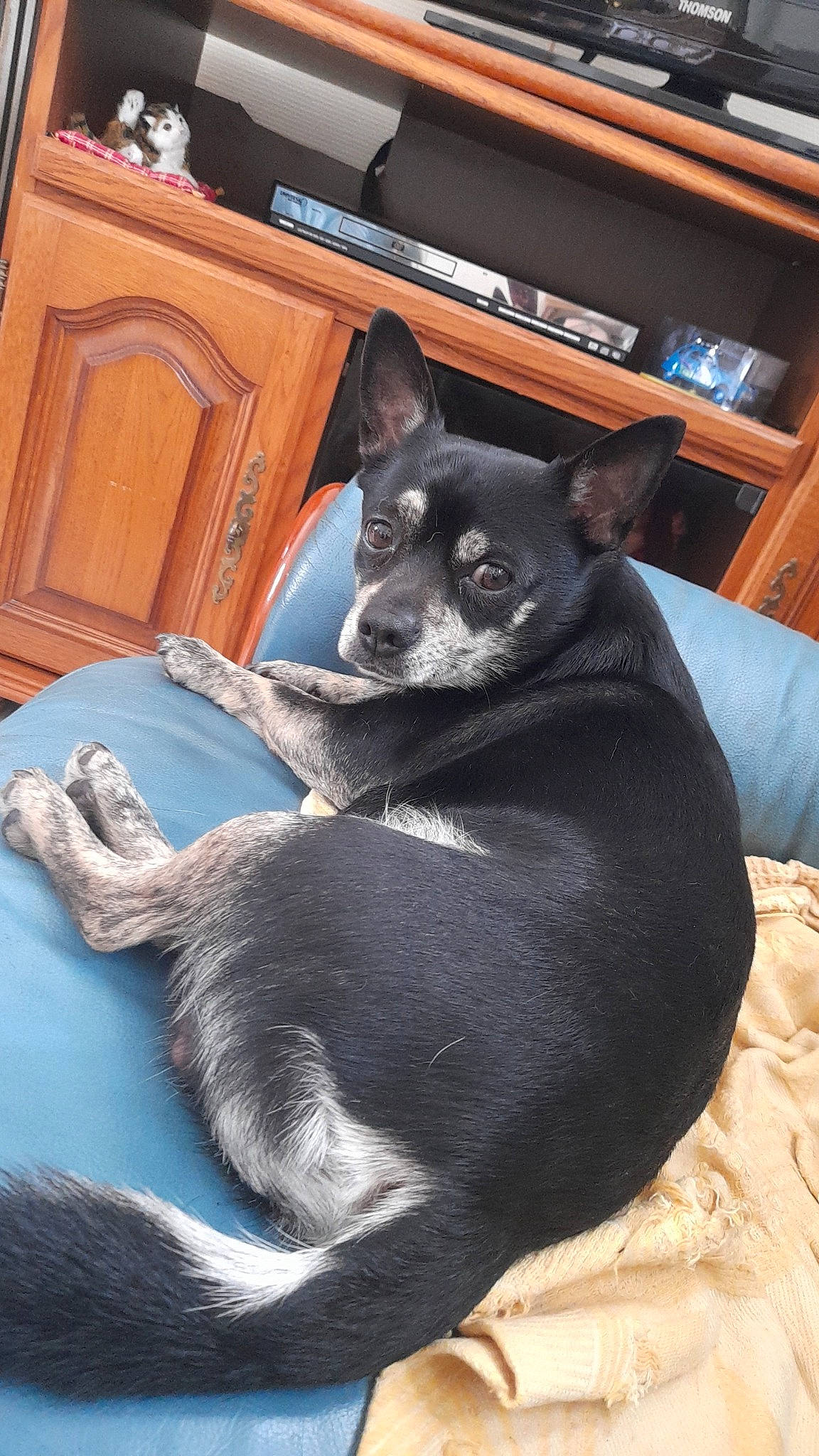 Packo a rejoint le concours — aidez-le/la à gagner de superbes lots ! brown, cabinetry, carnivore, comfort, companion_dog, dog, dog_breed, drawer, felidae, fur, grey, hardwood, room, small_to_medium_sized_cats, snout, tail, terrestrial_animal, whiskers, wood, working_animal