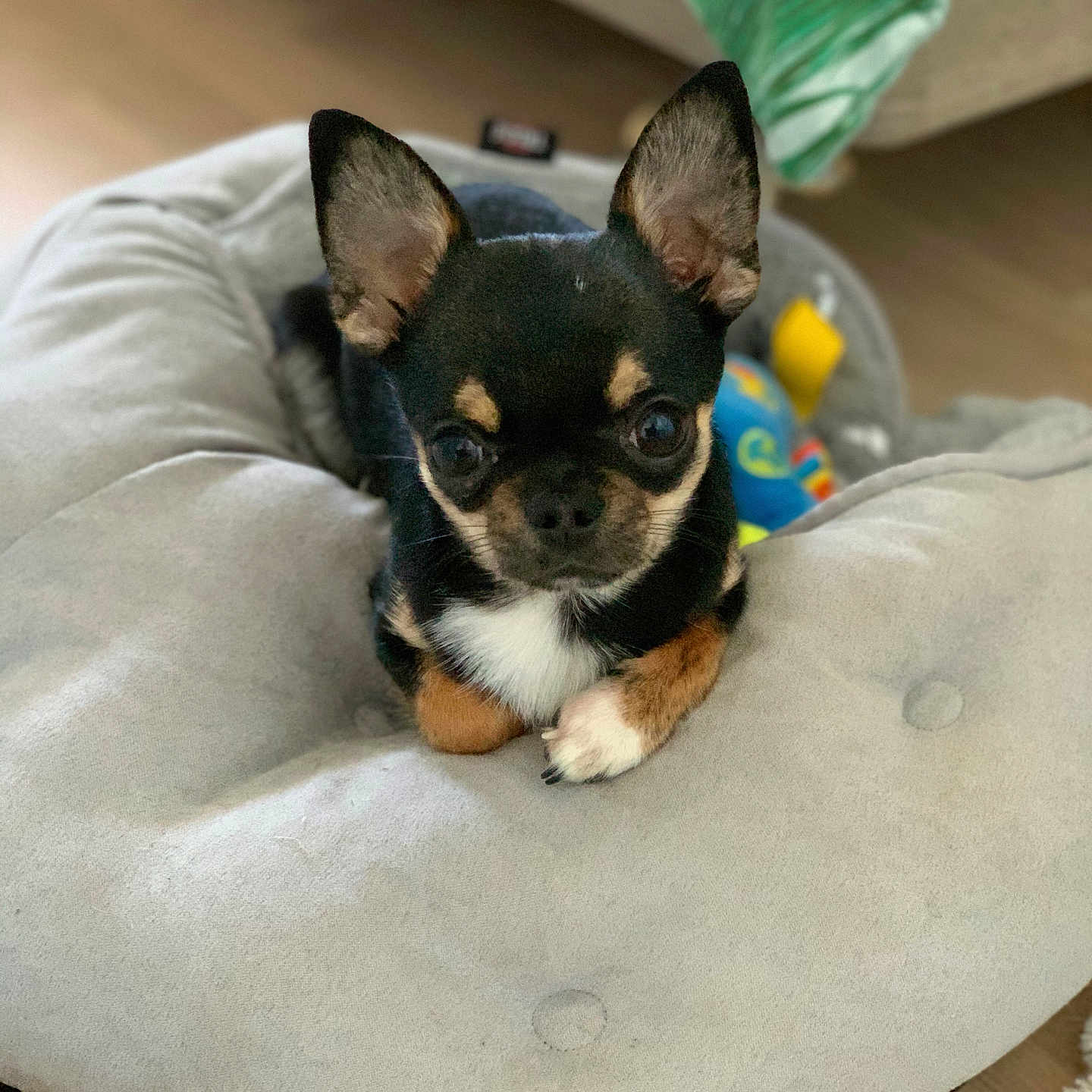 Prince a rejoint le concours — aidez-le/la à gagner de superbes lots ! animal, canine, chihuahua, dog, dogbed, furniture, pet, puppy