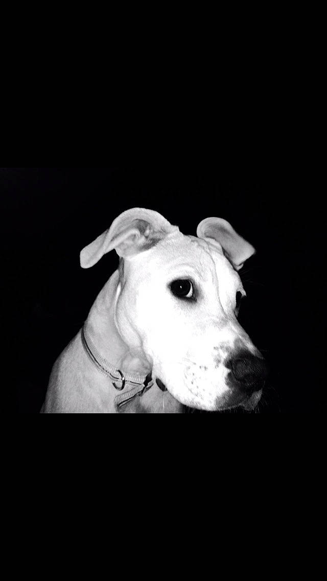 Precious joined the competition — help win amazing prizes! canidae, carnivore, companion_dog, darkness, dog, dog_breed, monochrome, monochrome_photography, non_sporting_group, snout, sporting_group, still_life_photography, terrestrial_animal, whiskers, working_animal