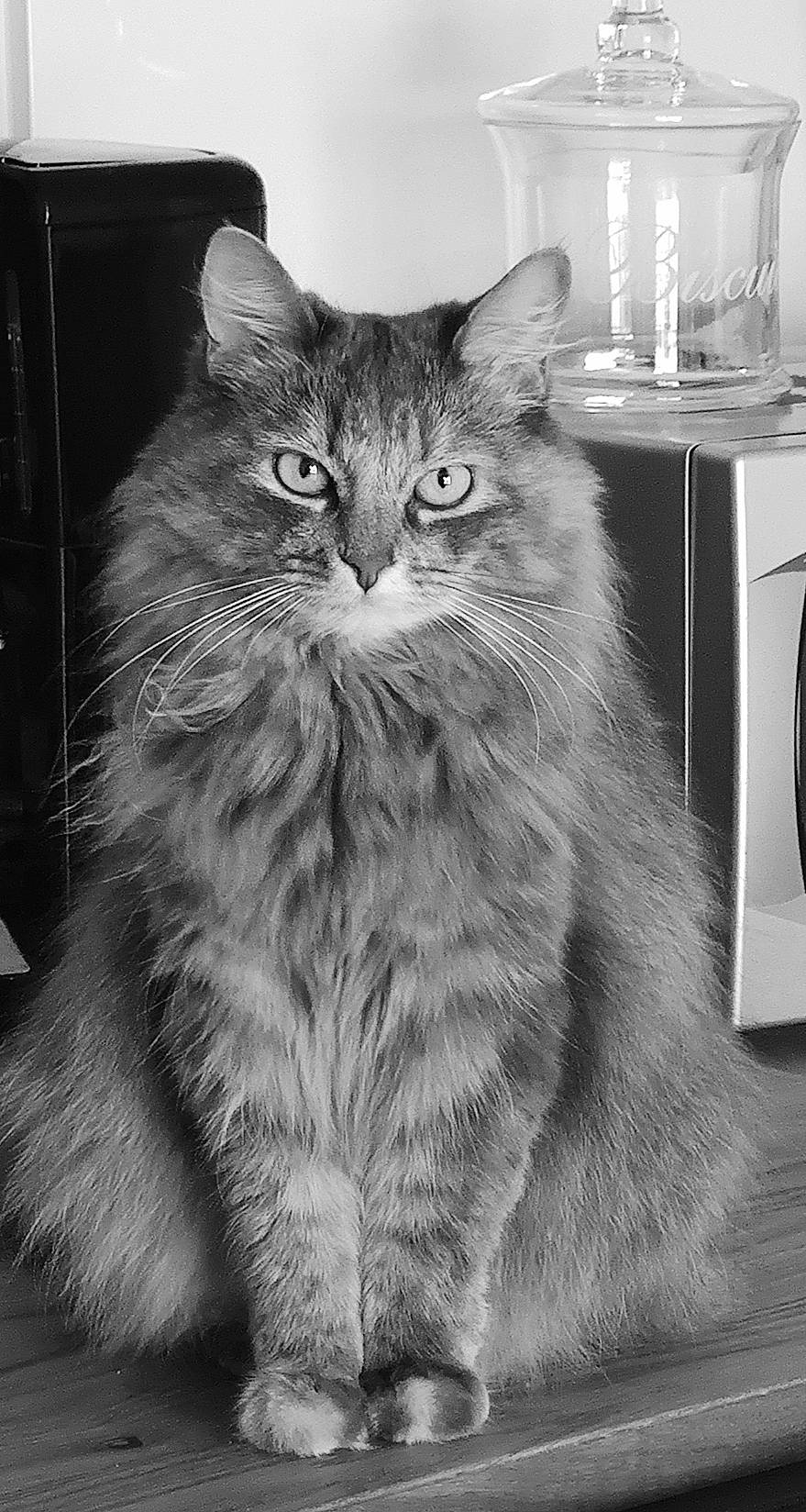 Pelote participe au concours pour gagner de l'argent avec cette photo : black_and_white, carnivore, cat, domestic_short_haired_cat, felidae, fur, grey, home_appliance, monochrome, monochrome_photography, siberian, small_to_medium_sized_cats, snout, style, whiskers, window