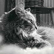 Pelote participe au concours pour gagner de l'argent avec cette photo : animal, black_and_white, cat, closeup, cozy, feline, fluffy, fur, home, indoor, looking_away, monochrome, pet, portrait, profile, relaxed, resting, soft_light, texture, whiskers