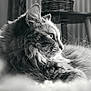 animal, black_and_white, cat, closeup, cozy, feline, fluffy, fur, home, indoor, looking_away, monochrome, pet, portrait, profile, relaxed, resting, soft_light, texture, whiskers