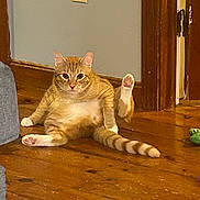 Sonny is registered to the contest to win money with this photo: cat, orange_tabby, sitting, wooden_floor, indoor, pet, raised_leg, door_frame, toy, feline, playful_pose, looking_at_camera, cute, animal, striped_tail, relaxed, funny_pose, home, domestic_cat, floor