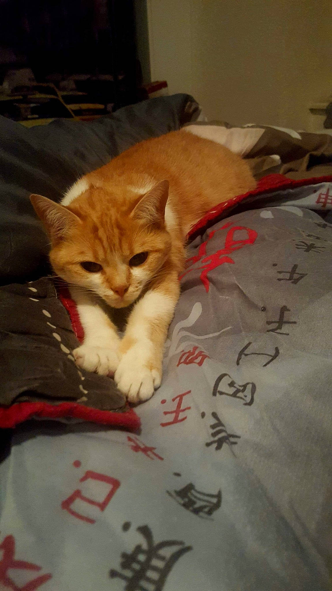 Mila a rejoint le concours — aidez-le/la à gagner de superbes lots ! aegean_cat, asian, carnivore, cat, domestic_short_haired_cat, european_shorthair, fawn, felidae, fur, kitten, paw, polydactyl_cat, small_to_medium_sized_cats, snout, whiskers