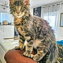 Brut participe au concours pour gagner de l'argent avec cette photo : animal, arm, cat, couch, curious, curtains, domestic, ears, feline, fur, home, indoor, kitten, light, living_room, person, pet, tabby, whiskers, window