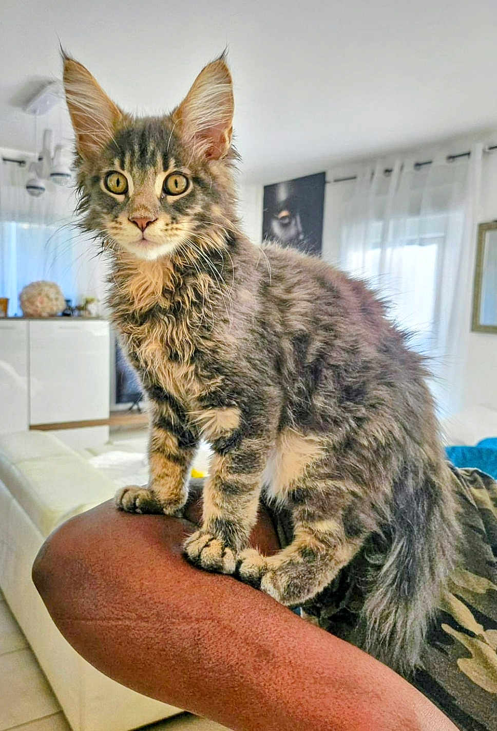 Brut participe au concours pour gagner de l'argent avec cette photo : animal, arm, cat, couch, curious, curtains, domestic, ears, feline, fur, home, indoor, kitten, light, living_room, person, pet, tabby, whiskers, window
