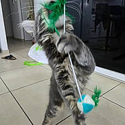Brut a rejoint le concours — aidez-le/la à gagner de superbes lots ! active, cabinet, cat, cute, feathers, feline, floor, fur, home, indoor, kitchen, kitten, paw, pet, playful, stick, tabby, tile, toy, whiskers