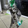 active, cabinet, cat, cute, feathers, feline, floor, fur, home, indoor, kitchen, kitten, paw, pet, playful, stick, tabby, tile, toy, whiskers