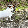 Harley is registered to the contest to win money with this photo: animal, black_patch, brown_patch, collar, curious, dog, ears_up, gravel, greenery, ground, leaf_litter, looking_back, nature, outdoor, pet, plants, small_dog, standing, tag, white_fur