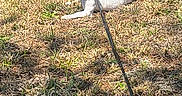 Harley is registered to the contest to win money with this photo: alert, animal, brown, canine, collar, cute, daytime, dog, domestic_animal, field, fur, grass, leash, nature, outdoor, pet, resting, small_dog, sunlight, white