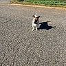 Harley joined the competition — help win amazing prizes! alert, animal, asphalt, bushes, collar, curious, daytime, dog, grass, nature, outdoor, park, pavement, pet, quiet, road, shadow, small_dog, sunlight, walking