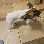 Harley is registered to the contest to win money with this photo: animal, black_fur, brown_fur, collar, curious, dog, ear, floor, home, indoor, looking_away, mop, paw, pet, small_dog, snout, standing, tile_floor, trash_bin, white_fur
