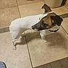 animal, black_fur, brown_fur, collar, curious, dog, ear, floor, home, indoor, looking_away, mop, paw, pet, small_dog, snout, standing, tile_floor, trash_bin, white_fur