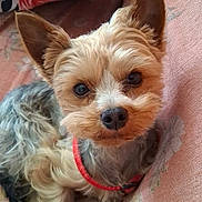 Ubby participe au concours pour gagner de l'argent avec cette photo : dog, yorkshire_terrier, pet, puppy, close_up, portrait, ears, nose, eyes, fur, collar, red_collar, couch, blanket, indoor, looking_at_camera, cute, small_dog, whiskers, sitting