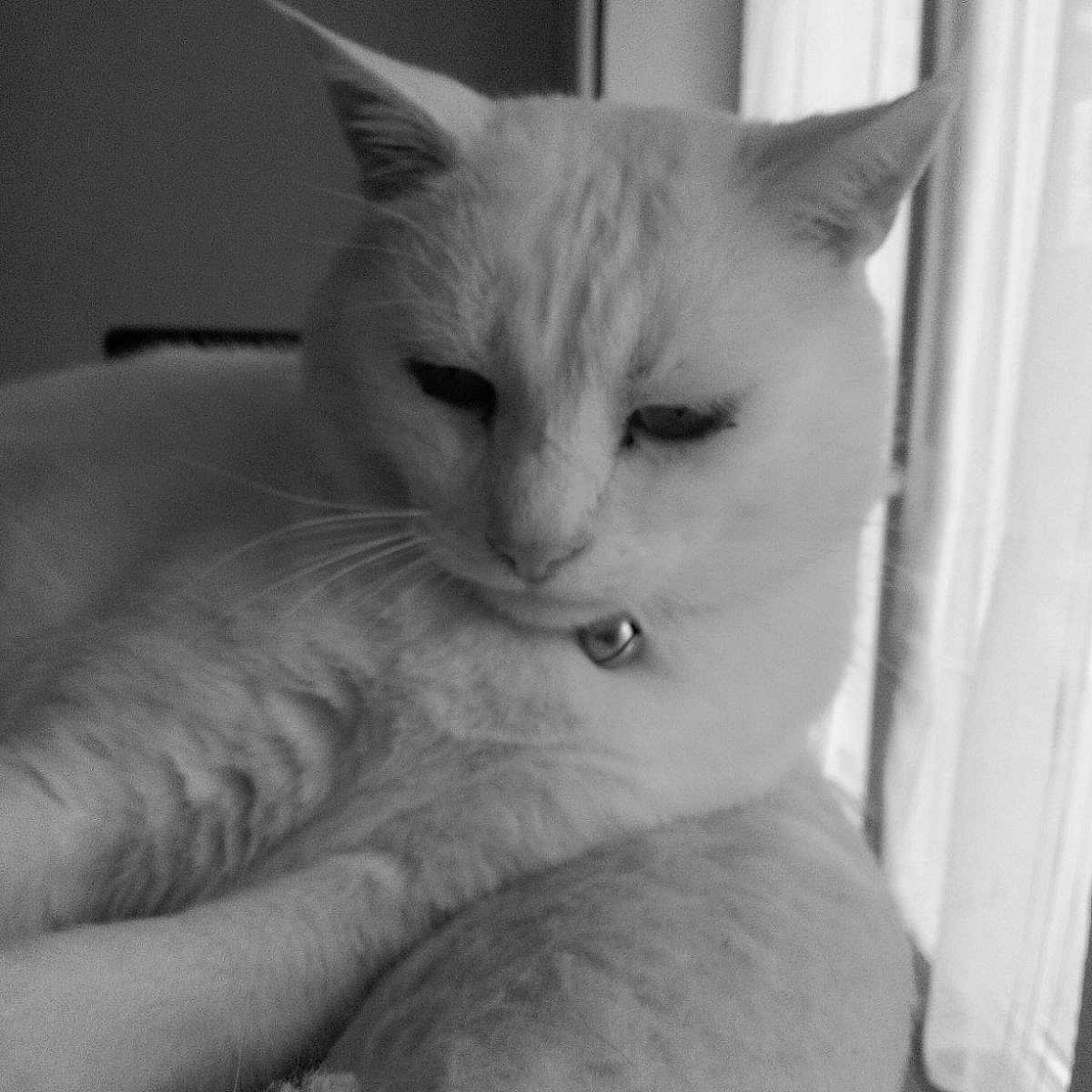 Tippex