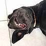 Nala participe au concours pour gagner de l'argent avec cette photo : dog, black_dog, pet, lying_down, smiling, teeth, collar, floor, tile_floor, close_up, canine, muzzle, ear, sleeping, domestic_animal, animal, happy, relaxed, indoor, companion