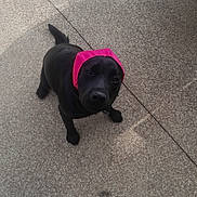 Nala a rejoint le concours — aidez-le/la à gagner de superbes lots ! dog, black_dog, headband, pink, pet, outdoor, concrete, curious, animal, canine, looking_up, standing, daylight, one_animal, fur, tail, ears, snout, muzzle, paw