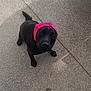 dog, black_dog, headband, pink, pet, outdoor, concrete, curious, animal, canine, looking_up, standing, daylight, one_animal, fur, tail, ears, snout, muzzle, paw