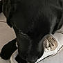 Nala participe au concours pour gagner de l'argent avec cette photo : animal, ball, canine, clothing, dog, footwear, hound, labradorretriever, person, pet, puppy, runningshoe, sandal, shoe, sleeping, sneaker, sport, suede, tennis, tennisball