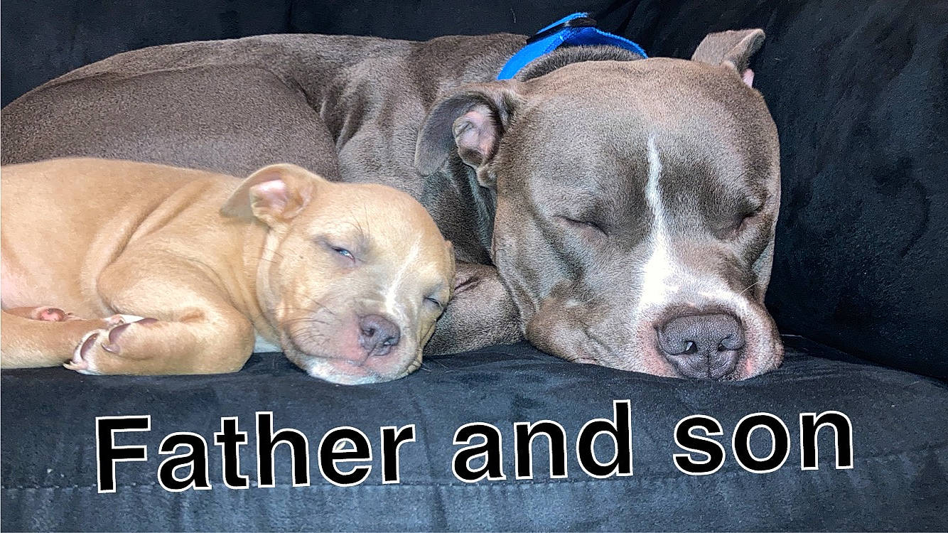Thor And Oddball