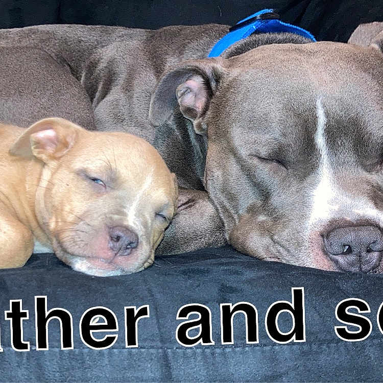 Thor And Oddball