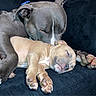 Thor And Oddball is registered to the contest to win money with this photo: dog, puppy, sleeping, cuddling, black_couch, paw, pet, animal, resting, friendship, cute, domestic_animal, fur, canine, companion, indoor, relaxation, snuggle, peaceful, adorable
