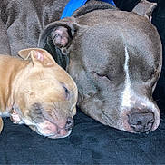 Thor And Oddball joined the competition — help win amazing prizes! dog, sleeping, puppy, couch, resting, companion, animal, pet, friendship, nap, fur, closeup, indoors, relaxation, cute, canine, domestic_animal, cozy, blue_collar, two_animals