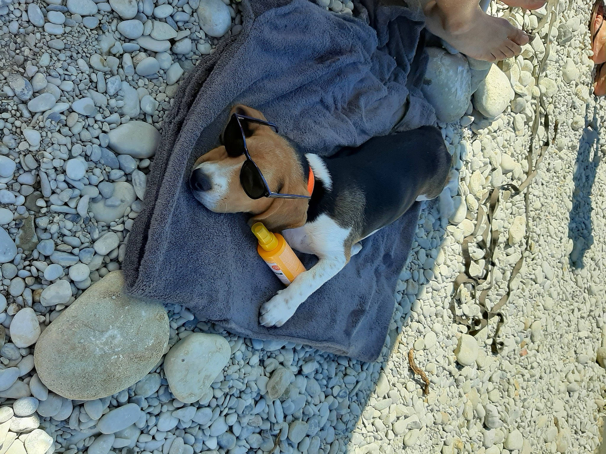 Raven a rejoint le concours — aidez-le/la à gagner de superbes lots ! beagle, canidae, carnivore, dog, dog_breed, fawn, sporting_group