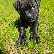 Hartless is registered to the contest to win money with this photo: puppy, dog, black_dog, grass, outdoor, backyard, lawn, animal, pet, young_dog, short_hair, floppy_ears, dark_fur, portrait, closeup, crawling, lying_down, greenery, house, sunlight