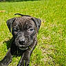 puppy, dog, black_dog, animal, pet, grass, outdoor, garden, lawn, lying_down, front_view, close_up, portrait, floppy_ears, dark_fur, brown_eyes, paws, house, window, daylight