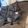 dog, black_dog, sitting, recliner, chair, indoor, living_room, pet, collar, white_chest, floppy_ear, short_hair, canine, furniture, air_conditioner, window, carpet, home, portrait, funny_pose