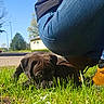 Hartless joined the competition — help win amazing prizes! dog, puppy, animal, pet, brown_dog, grass, outdoor, sunny, blue_sky, park, yard, crouching_person, human, portrait, closeup, floppy_ears, greenery, daylight, playful, nature