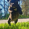Hartless joined the competition — help win amazing prizes! dog, canine, pet, black_dog, brown_dog, standing, outdoors, grass, woodland, trees, road, nature, sunlight, close_up, low_angle, animal_portrait, fur, muzzle, ears, daylight