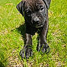 puppy, dog, black_dog, animal, pet, canine, grass, outdoors, backyard, portrait, close_up, sitting, lying_down, staring, floppy_ears, short_fur, dark_coat, sunlight, lawn, house